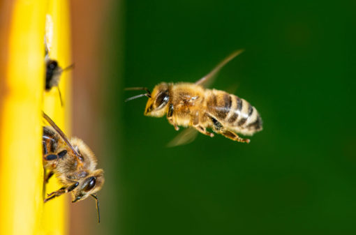 Produtores brasileiros de café usam abelhas para aumentar a produtividade