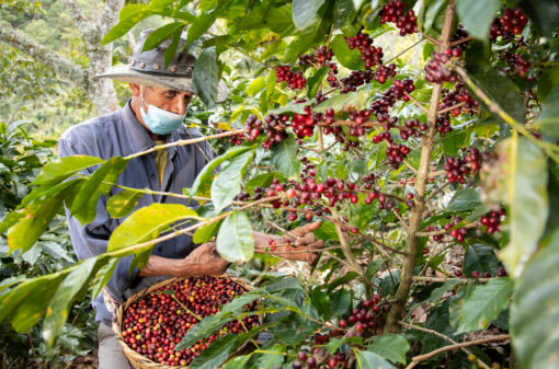 Colheita de café chega a 98,7% na área de ação da Cooxupé