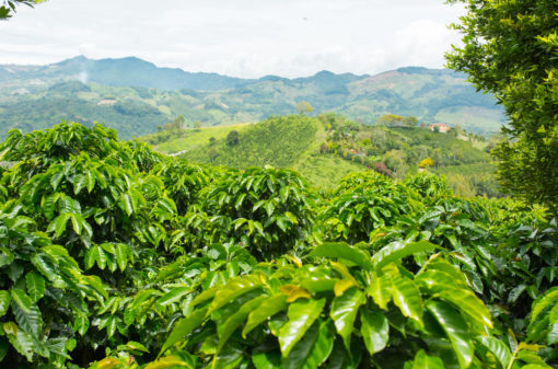 Estudo aponta que CO2 alto altera compostos fenólicos da folha do café
