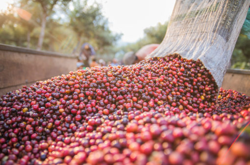 Minas Gerais segue como maior produtor de café no Brasil