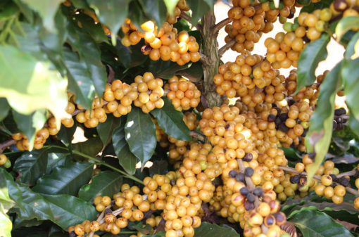 Novas cultivares de café são produzidas no Cerrado Mineiro