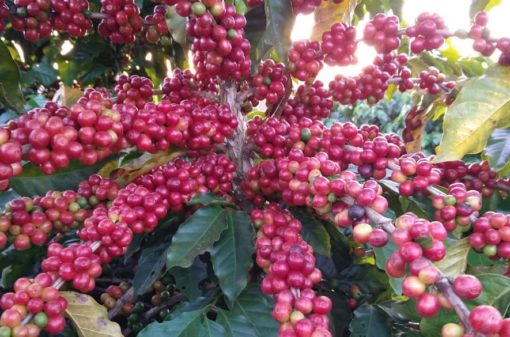 Epamig quer transformar a cafeicultura em Minas Gerais