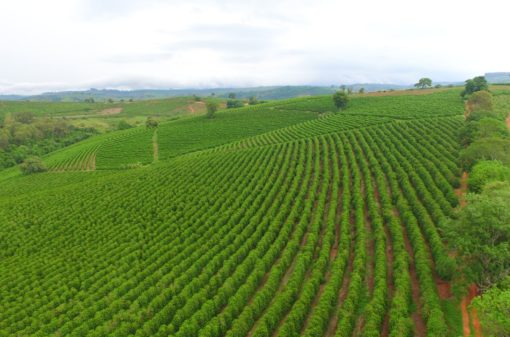 Área em produção de cafés no Brasil é de 1,8 milhão de hectares, diz Embrapa