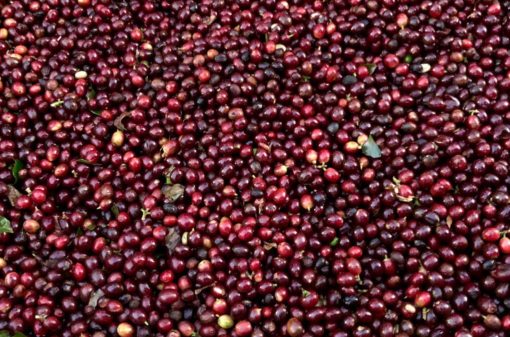 Preço médio do café arábica sobe 12,1% em maio