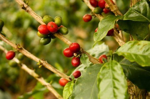 Colômbia informa redução de 8% na produção de café em julho