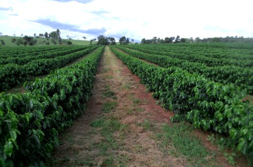 Produção de café em Minas deve cair 38% e ser a menor em dez anos
