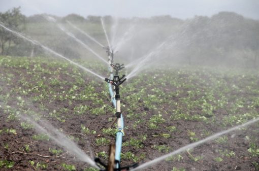 Embrapa cria técnica para reaproveitar água na irrigação de plantas