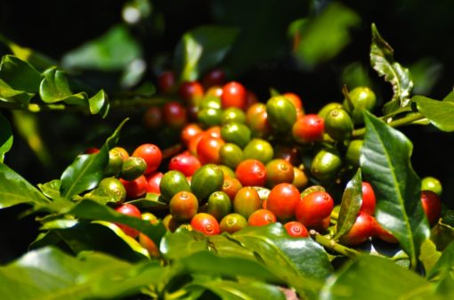 Safra de café do Brasil chega a 47,71 milhões de sacas de 60kg em 2021