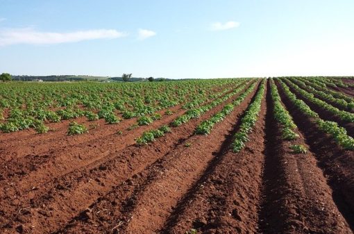 Valor Bruto da Produção Agro de 2021 é estimado em R$ 1,119 trilhão