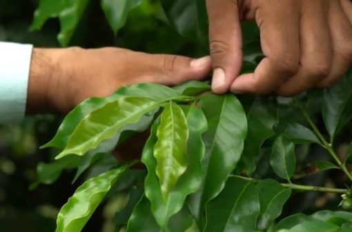 Saiba como realizar análise foliar na sua lavoura de café