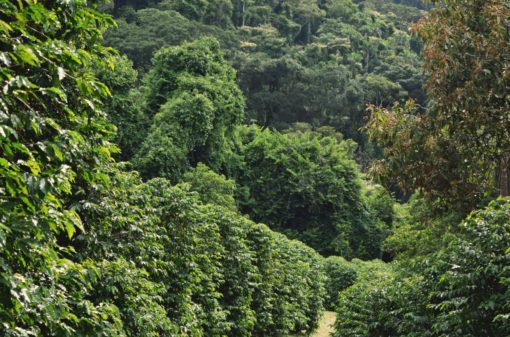 Clima e resiliência são pontos de atenção ao produtor de café em 2022