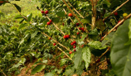 Colômbia tem queda na produção de café em 2021