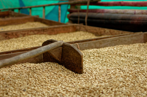 Crescem exportações de café da Índia