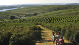 2022 Coffee production area in Brazil is 1.82 mln ha
