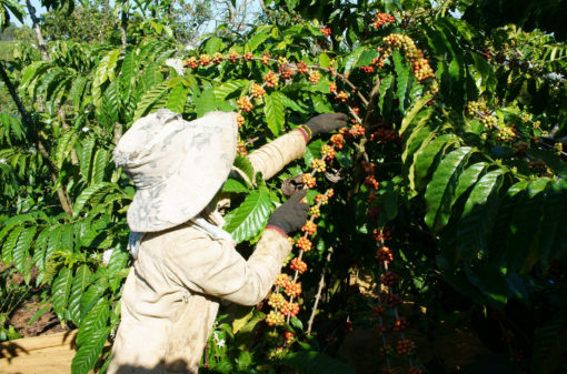 Exportações de café do Vietnã diminuem 14,7% em fevereiro
