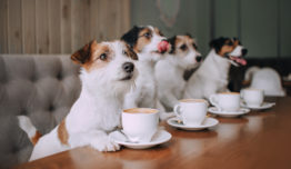 Cafeína pode levar cachorros à morte