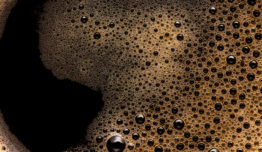 INPI patenteia método para selecionar cafeeiros com teor reduzido de cafeína