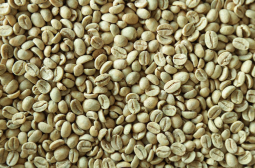 Epamig inicia venda de sementes de café 