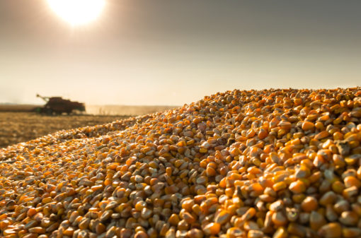 Brasil: produção de grãos deve ultrapassar 270 milhões de toneladas no ciclo 2021/2022
