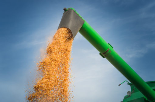 Produção de grãos é estimada em 272,5 milhões de toneladas